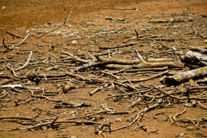 Dead Drought Tree